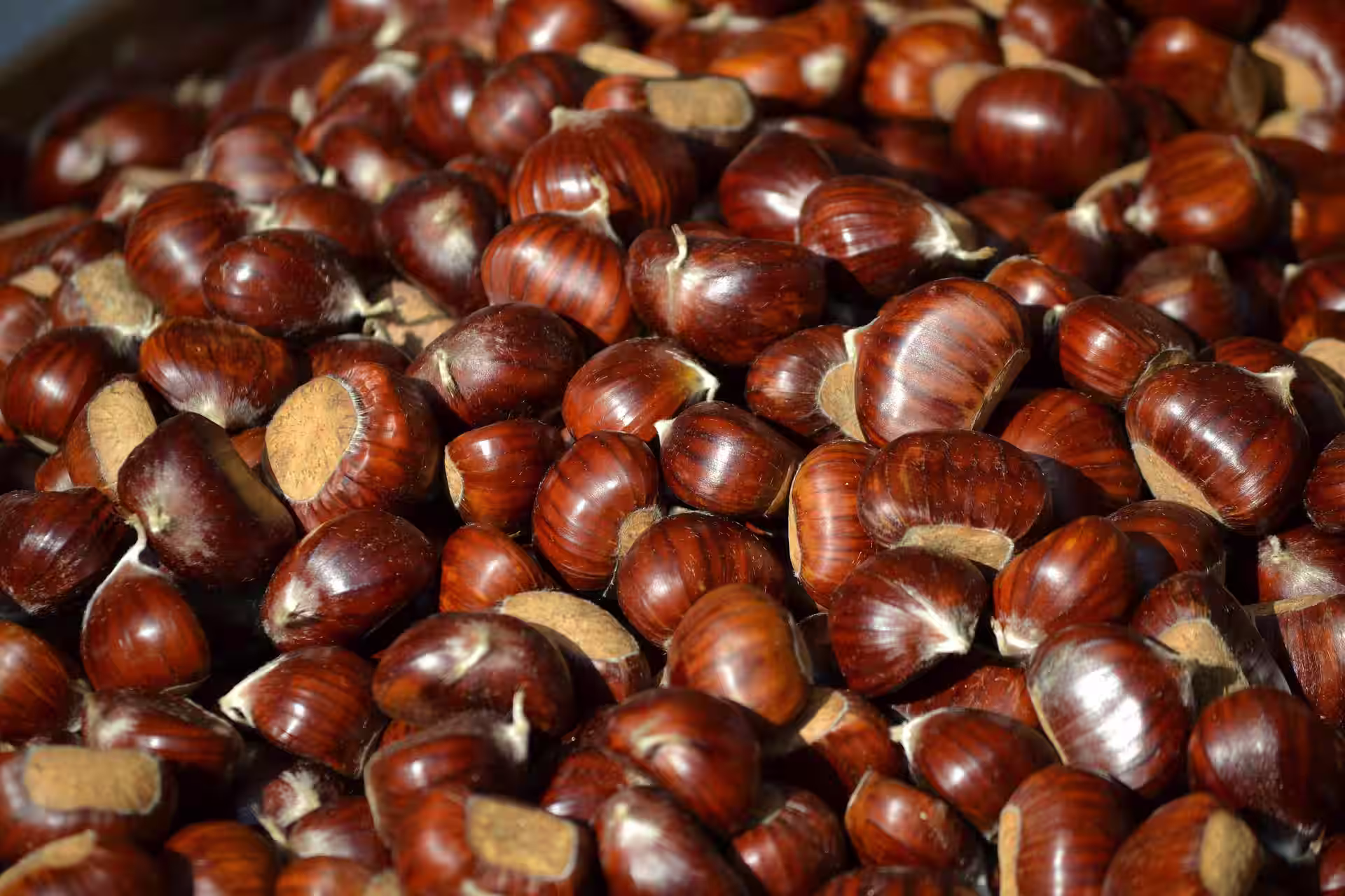 marroni2
